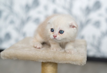 Scottish kitten sitting on scratching postsの写真素材