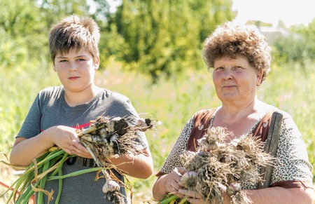 Grandmother with grandson harvested garlic harvest in the gardenの写真素材