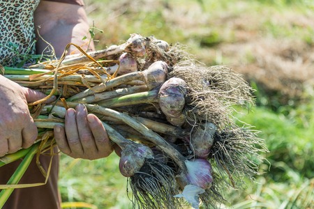 A woman holds a lot of garlic in the gardenの写真素材