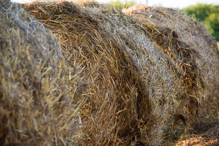 round bales of straw in the fieldの写真素材