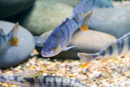 marine fish in the aquarium in a glass