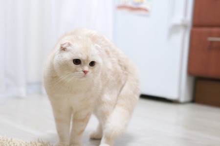 Fluffy beige kitten in a room on the floorの写真素材
