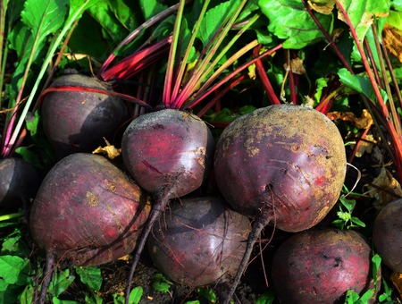 A Fresh dug from the ground beetの写真素材