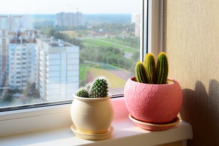 Two cactuses stand on windowsillの写真素材