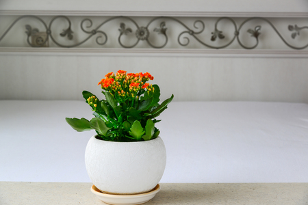 Red pot flower Kalanchoe in the interior of the roomの写真素材