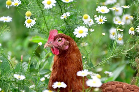 Red chicken in camomiles in a natureの写真素材