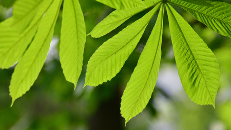 Chestnut leaves shot large in a backlight