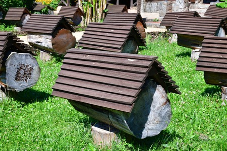 An apiary with bee hives in Abkhazia.