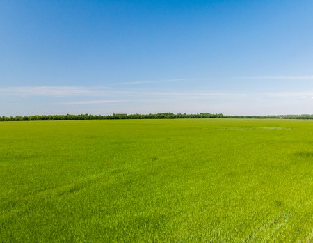field of young wheat in a Russiaの写真素材