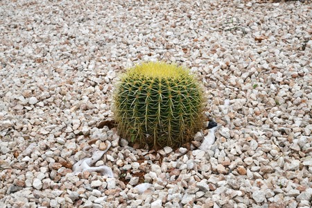 Round cactus on a bed with stonesの写真素材