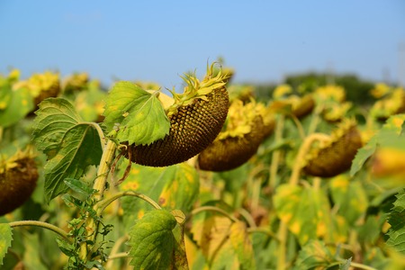 field of ripe sunflower in August in Russiaの写真素材