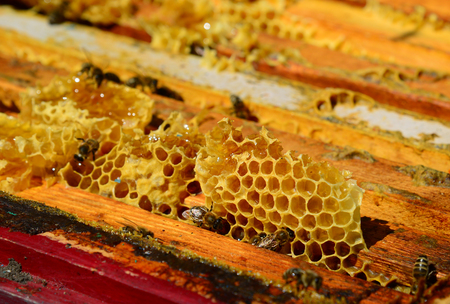 Bees are sitting on the comb in the hive