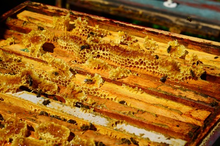 Bees are sitting on the comb in the hive