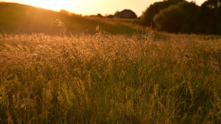 Beautiful meadow with wild oats at sunset in summerの写真素材