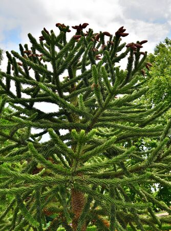 Beautiful Araucaria araucana tree in a summer parkの写真素材