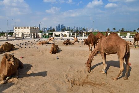 Camels in the Camel Souq, Waqif Souq in Doha, Qatar,