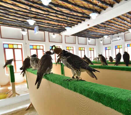 Selling falcons in the Waqif Souq market in Doha, Qatar