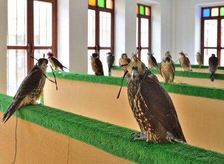 Selling falcons in the Waqif Souq market in Doha, Qatar