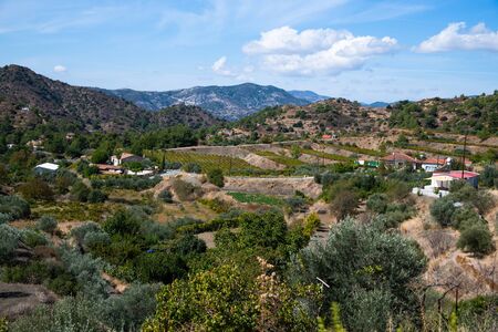 Valley with olive trees and rural houses. Cyprusの写真素材