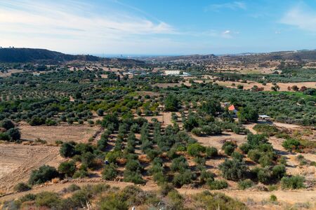 Valley with olive trees and rural houses. Cyprusの写真素材