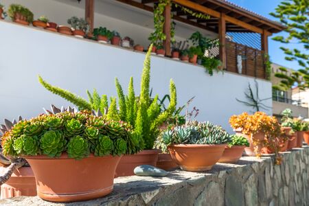 Potted flowers in front of house on the street. Cyprusの写真素材
