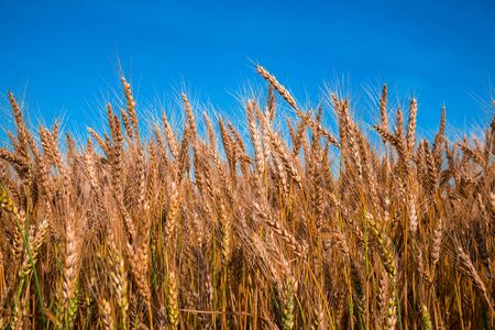 Large spikelets of a ripe wheat in the field