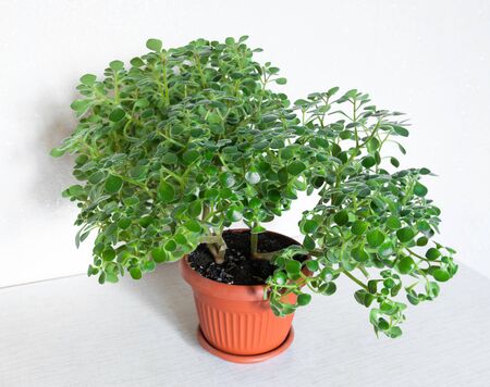 Aichrison is tree of love or a tree of happiness. Succulents Houseplantの写真素材