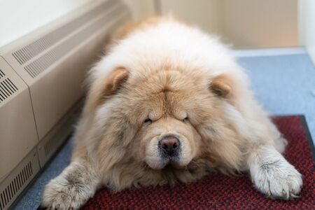 The Chow-chow dog lying on the floor next to the heating radiatorの写真素材