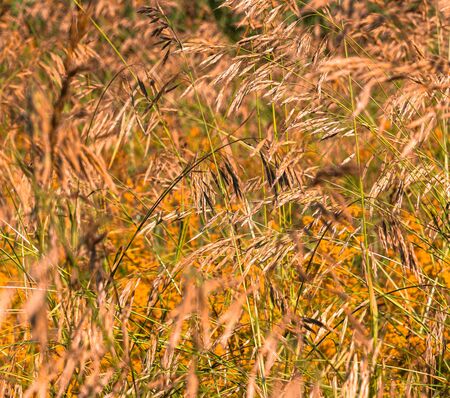 Red wild oatmeal in fall. backgroundの写真素材