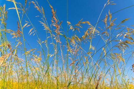 wild oats against a blue skyの写真素材