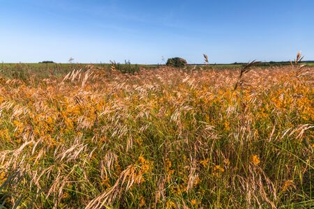 autumn nature in steppe part of Russia in summerの写真素材