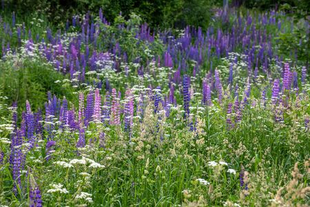 Beautiful wild meadow with grass and blooming lupineの写真素材