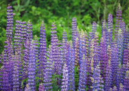 Beautiful blooming blue and pink lupine in meadowの写真素材