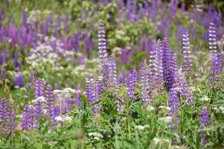 Beautiful blooming pink lupine in meadowの写真素材