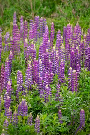 Beautiful blooming pink lupine in meadowの写真素材