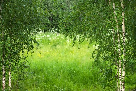 Fragment of beautiful birch grove with a meadowの写真素材