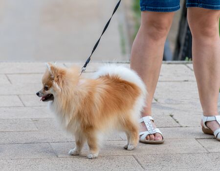 Pomeranian spitz for a walk at the feet of the hostessの写真素材