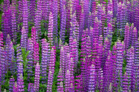 Beautiful blooming pink lupine in meadowの写真素材