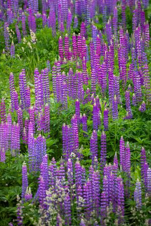 Beautiful blooming pink lupine in meadowの写真素材