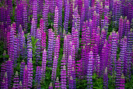 Beautiful blooming pink lupine in meadowの写真素材