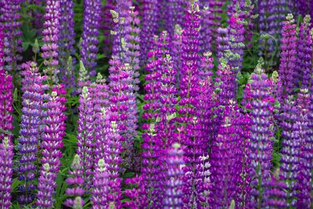 Beautiful blooming pink lupine in meadowの写真素材