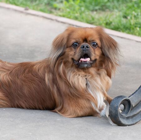 Brown Pekingese lies on the pavement near the benchの写真素材