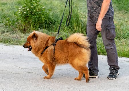 A man leads a Chow Chow dog on leashの写真素材
