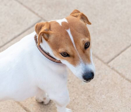 The Portrait of an young American Staffordshire Terrierの写真素材