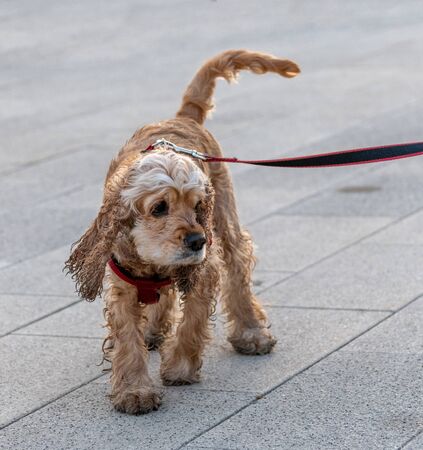 A Young cocker spaniel walks on a leashの写真素材