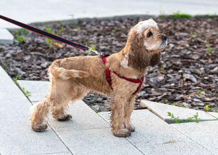 A Young cocker spaniel walks on a leashの写真素材