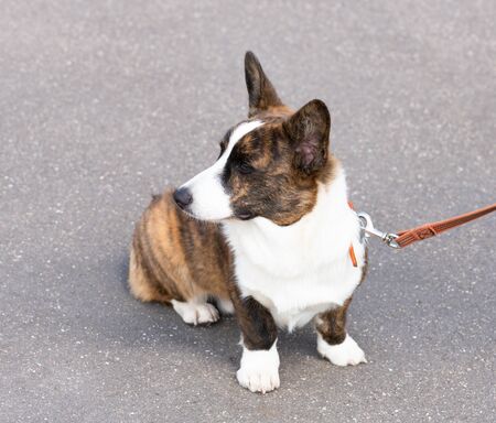 Welsh Corgi cardigan dog sitting on the pavementの写真素材