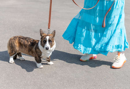 Woman walking Welsh Corgi cardigan dogの写真素材