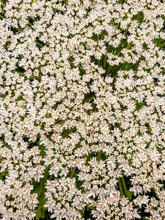 Heracleum sosnowskyi - umbrella weed plantの写真素材