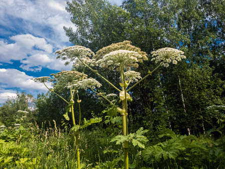 Heracleum sosnowskyi - umbrella weed plantの写真素材